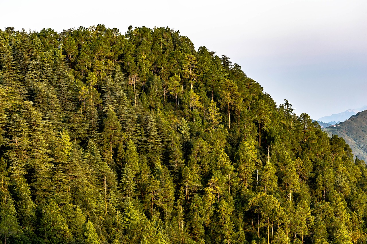 Exploring the Lush Rainforests of Olympic National Park